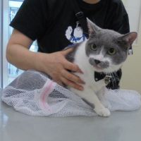 ぎんじくん