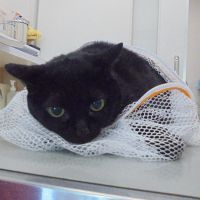 パリスちゃん