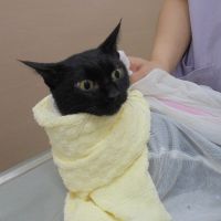 アキちゃん
