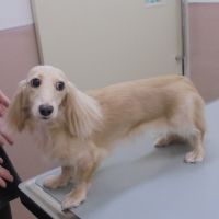 ここちゃん