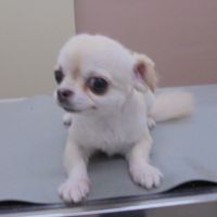 モカちゃん