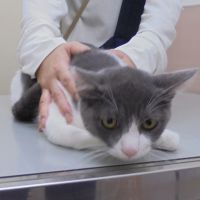 ちゃかくん