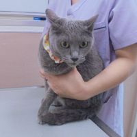 蘭ちゃん