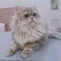 しずくちゃん