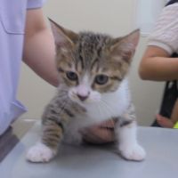 みれいちゃん