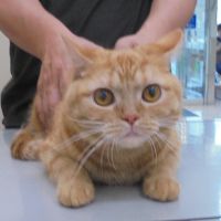 きなこちゃん