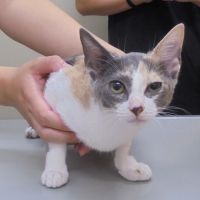 スイちゃん