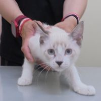ゴットくん