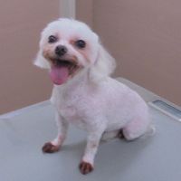 ひめ子ちゃん