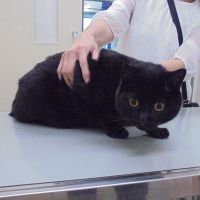 JiJiくん