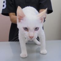 ディオくん