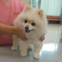 ラニアンちゃん